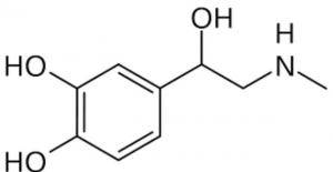 Adrenalin Epinephrine hormunu bulundu
