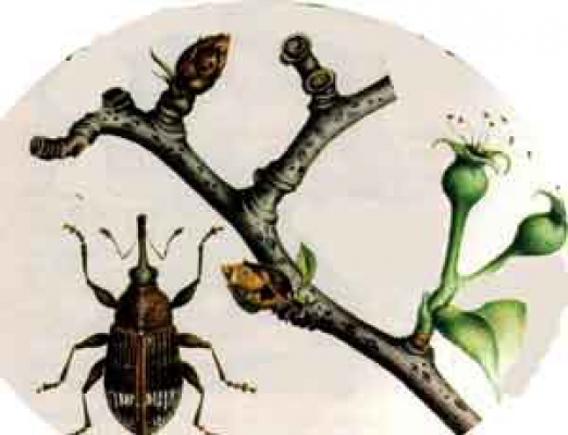 Rusya çiçekleri geri gönderdi